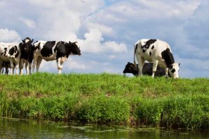 Lees meer over het artikel Fokveedag 2018
